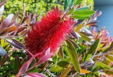 Şişe fırçası bitkisinin parlak kırmızı çiçeği, Callistemon citrinus.