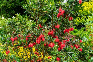 Crinodendron fahişesi, Şili fener ağacı olarak da bilinir..