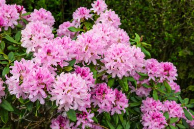 Büyük kümeler halinde pembe rhododendron çalısı.