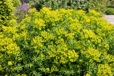 Büyük bitki Euphorbia palustris, bataklık spurge veya bataklık öforbisi büyük altın yeşili fren başları ile.