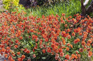 Geum coccineum da bir bahçede çiçek açan çiçekleri gölgede bırakır..