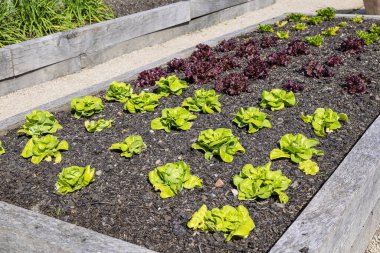 Bahçe yatağında yetişen yeşil ve kırmızı marullar..