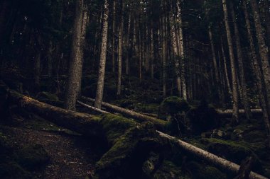 Sonbaharda derin orman