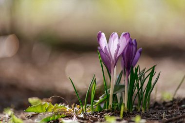 Mor bir kır çiçeği çalılığına yakın plan. Çiçeklerin makro fotoğrafçılığı güneşin altında çimlerin üzerinde. Bahar sabahı.