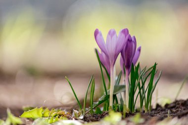 Mor bir kır çiçeği çalılığına yakın plan. Çiçeklerin makro fotoğrafçılığı güneşin altında çimlerin üzerinde. Bahar sabahı.