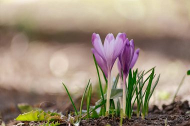 Mor bir kır çiçeği çalılığına yakın plan. Çiçeklerin makro fotoğrafçılığı güneşin altında çimlerin üzerinde. Bahar sabahı.