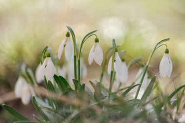 Beyaz kardelen çiçeklerinden oluşan bir çalılığa yakın plan. Çiçeklerin makro fotoğrafçılığı güneşin altında çimlerin üzerinde. Bahar sabahı.