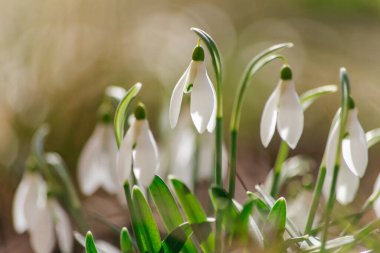 Beyaz kardelen çiçeklerinden oluşan bir çalılığa yakın plan. Çiçeklerin makro fotoğrafçılığı güneşin altında çimlerin üzerinde. Bahar sabahı.