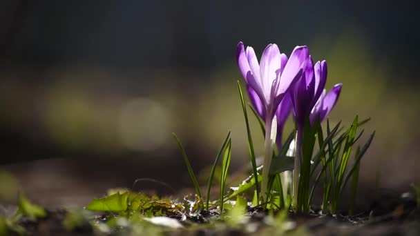 クロカスの花のマクロビデオは 太陽のバックライトのぼやけた背景で閉じています 最初の春の花 — ストック動画