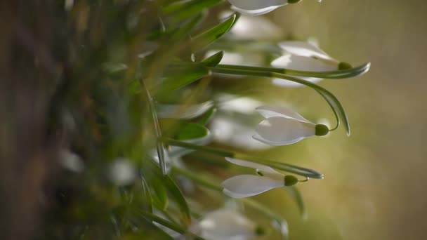 Verticale Macro Video Van Sneeuwdruppel Bloemen Close Met Een Wazige — Stockvideo