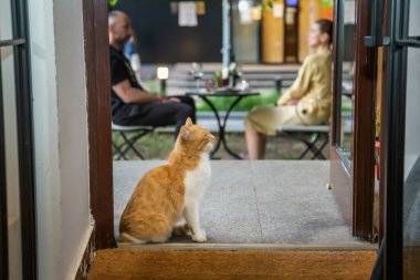 Kapıda oturan kızıl, kırmızı, beyaz göğüslü bir kedi yavrusunun yatay görüntüsü. Minik kedicik evde tek başına. Komik kırmızı kedi yavrusu. Tatlı, kızıl, beyaz göğüslü kırmızı kedi yavrusu..