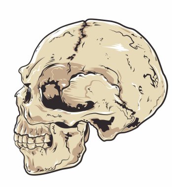 İnsan kafatası vektör çizimi.