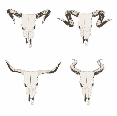 Dört tane boğa kafatası.