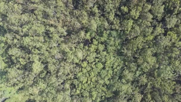 Нувара Елія Шрі Ланка Літнє Пасовище Випасанням Худоби Траві — стокове відео