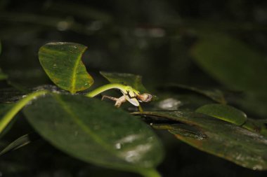 Yeşil çukur yılanları ağaçta ve Sri Lanka 'da bukalemun avlıyorlar.
