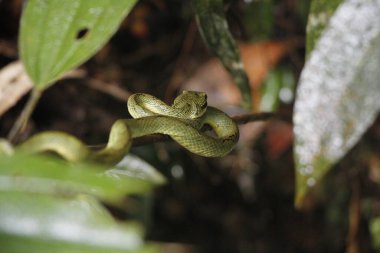 Vogel 'in Yeşil Pitviper' ı Srilanka Kanneliya Parkı 'na bakıyor.