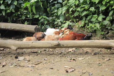 Bir grup Serbest Çiftlik Tavuğu açık alanda besleniyor