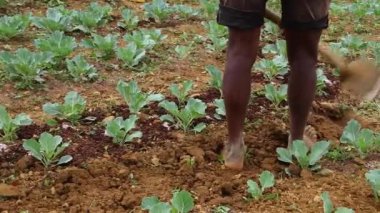 Sri Lanka 'nın Nuwara Eliya bölgesinde güzel bir tarım çiftliği. ... özellikle sebzelerin ve çayın güzel dağ sıraları arasındaki bu güzel manzarada yapıldığı bir yer. çeltik tarlası ekimi