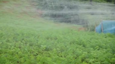 Sri Lanka 'nın Nuwara Eliya bölgesinde güzel bir tarım çiftliği. ... özellikle sebzelerin ve çayın güzel dağ sıraları arasındaki bu güzel manzarada yapıldığı bir yer. çeltik tarlası ekimi