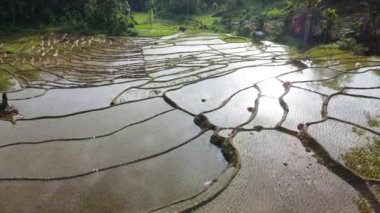 Sri Lanka 'nın Nuwara Eliya bölgesinde güzel bir tarım çiftliği. ... özellikle sebzelerin ve çayın güzel dağ sıraları arasındaki bu güzel manzarada yapıldığı bir yer. çeltik tarlası ekimi