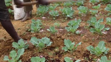 Sri Lanka 'nın Nuwara Eliya bölgesinde güzel bir tarım çiftliği. ... özellikle sebzelerin ve çayın güzel dağ sıraları arasındaki bu güzel manzarada yapıldığı bir yer. çeltik tarlası ekimi
