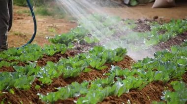 Sri Lanka 'nın Nuwara Eliya bölgesinde güzel bir tarım çiftliği. ... özellikle sebzelerin ve çayın güzel dağ sıraları arasındaki bu güzel manzarada yapıldığı bir yer. çeltik tarlası ekimi