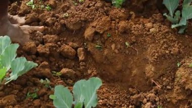 Sri Lanka 'nın Nuwara Eliya bölgesinde güzel bir tarım çiftliği. ... özellikle sebzelerin ve çayın güzel dağ sıraları arasındaki bu güzel manzarada yapıldığı bir yer. çeltik tarlası ekimi