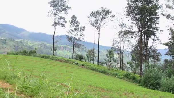 スリランカのヌワラ エリヤ地区にある美しい農園 美しい山脈の間のこの美しい眺めの農業のほとんどは特に野菜および茶行われます パディフィールド栽培 — ストック動画