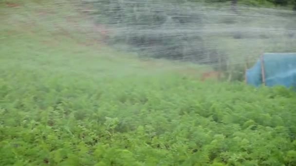 スリランカのヌワラ エリヤ地区にある美しい農園 美しい山脈の間のこの美しい眺めの農業のほとんどは特に野菜および茶行われます パディフィールド栽培 — ストック動画