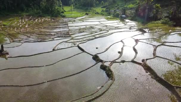 스리랑카 누와라 엘리야 지역의 아름다운 농업의 대부분이 아름다운 사이의이 아름다운 — 비디오