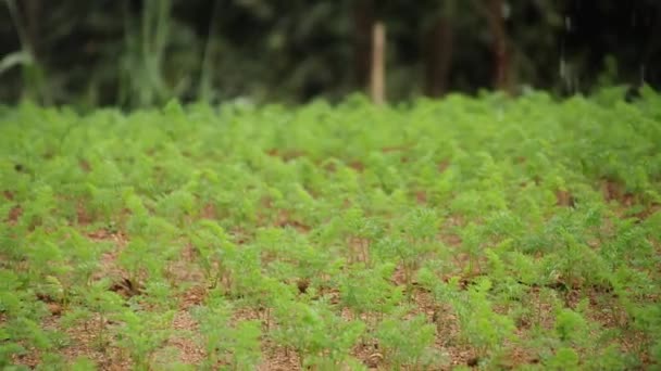 스리랑카 누와라 엘리야 지역의 아름다운 농업의 대부분이 아름다운 사이의이 아름다운 — 비디오