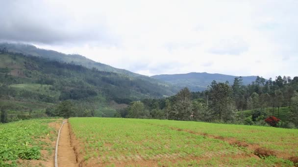 Una Bella Piantagione Agricola Nel Distretto Nuwara Eliya Dello Sri — Video Stock