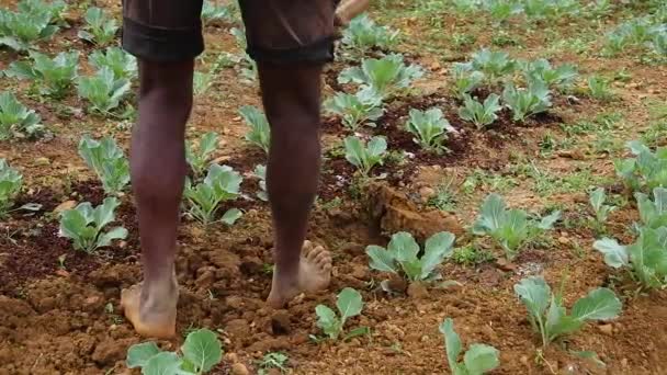 Krásná Zemědělská Plantáž Okrese Nuwara Eliya Srí Lance Kde Většina — Stock video