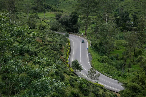 Yeşil çayırlar ve çay tarlalarının arasında güzel bir yol bulundu.