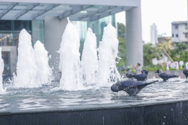 Kolombo şehrinin Sri Lanka 'daki çeşmesinde yaz sıcağında yıkanan bir grup karga..