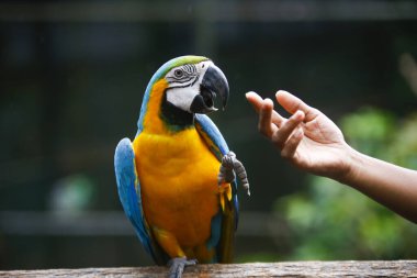 Sri Lanka hayvanat bahçesindeki bir insanın elinden tohumları yiyen renkli bir papağan..