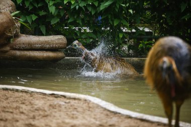 Sri Lanka 'daki bir milli parktaki suda oynayan devekuşlarına yakın çekim. Dehiwala.