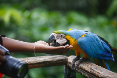 Bir çift renkli papağan Sri Lanka hayvanat bahçesindeki birinin elinden tohumları yiyor..