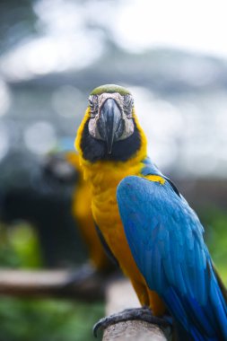 Dehiwala, Sri Lanka 'da renkli papağan.