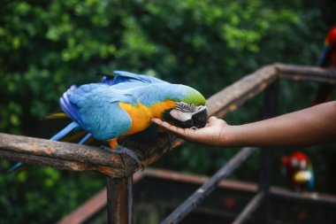 Bir çift renkli papağan Sri Lanka hayvanat bahçesindeki birinin elinden tohumları yiyor..