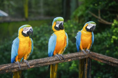 Sıraya dizilmiş bir grup renkli papağan. Dehiwala, Sri Lanka 'da.