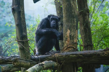 Yağmurda ıslandıktan sonra hayvanat bahçesindeki tek bir yetişkin şempanzenin doğal yeşil arka plan görüntüsü. Sri Lanka Ulusal Parkı 'ndan..