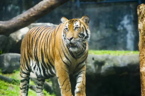 Sri Lanka 'daki ulus parkında yürüyen büyük erkek Bengal kaplanı. Dehiwala Hayvanat Bahçesi.