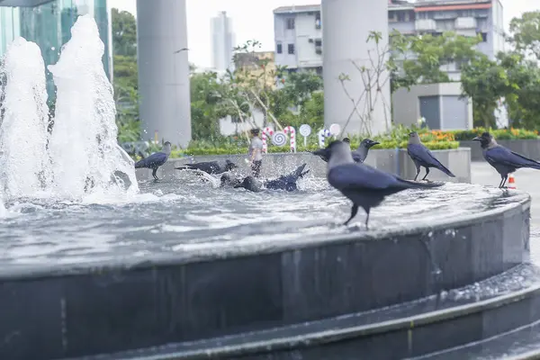 Kolombo şehrinin Sri Lanka 'daki çeşmesinde yaz sıcağında yıkanan bir grup karga..