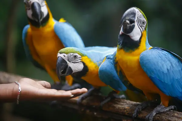 A pair of colorful macaws eating seeds from the hand of a person in sri lanka zoo.