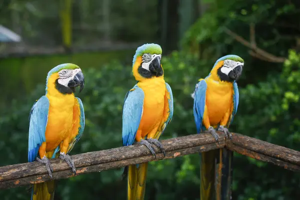 Sıraya dizilmiş bir grup renkli papağan. Dehiwala, Sri Lanka 'da.