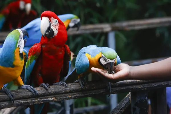 A pair of colorful macaws eating seeds from the hand of a person in sri lanka zoo.