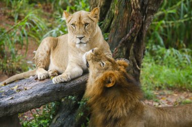 Aşık aslan çift - Dehiwala Ulusal Parkı 'nda Safari - Dehiwala, Sri Lanka.