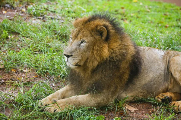 Aslan Kapanışı - Dehiwala Ulusal Parkı - Dehiwala, Sri Lanka.
