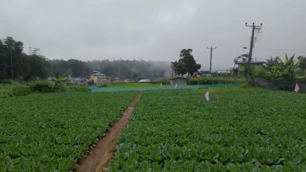 スリランカのヌワラエリアヤで栽培されているキャベツや野菜の美しい空中観察 — ストック動画
